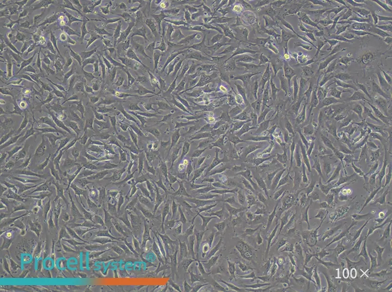 EA.hy926 Cell Complete Medium - 2