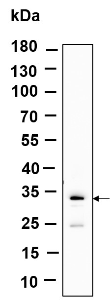 Recombinant SLBP Monoclonal Antibody-searchlist-1