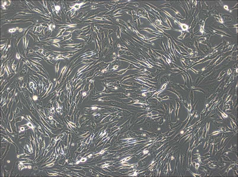 FRhK-4 Cell Complete Medium-searchlist-1