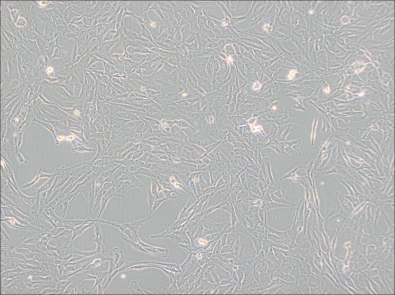 Calu-1 Cell Complete Medium - 2