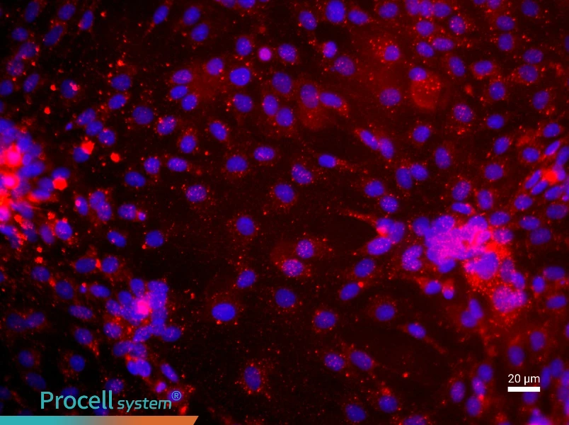 Rat Dermal Microvascular Endothelial Cell Complete Medium - 2