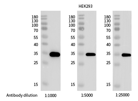 Recombinant Phospho-S6 Ribosomal Protein (Ser240, 244) Monoclonal Antibody - small - 3