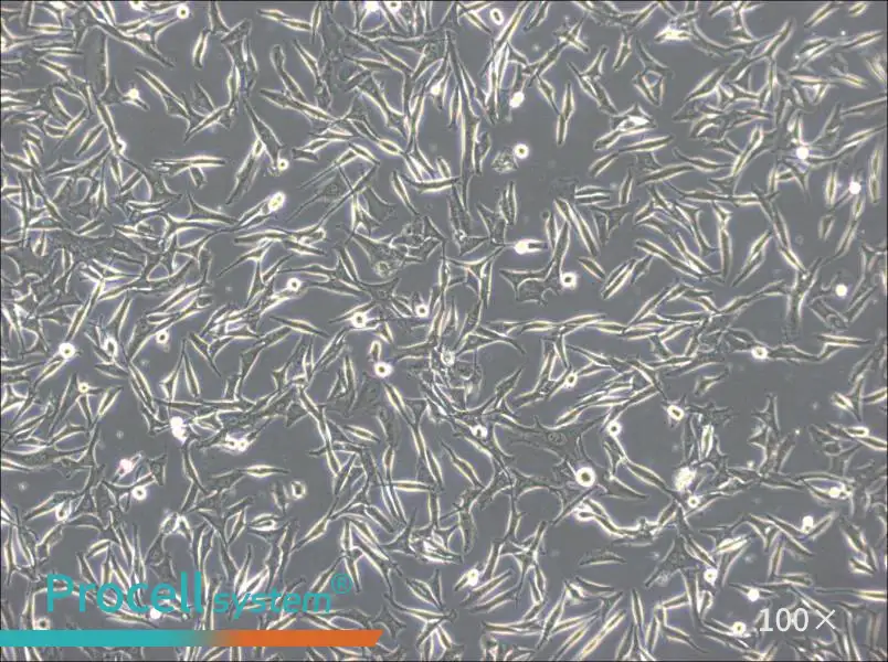 WM-266-4 Cell Complete Medium - 1