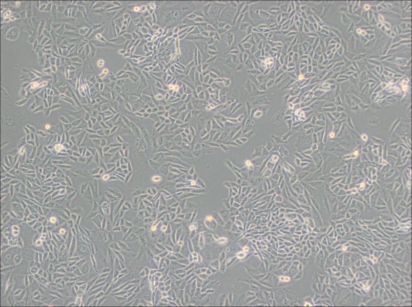 CTLA4 Ig-24 Cell Complete Medium-searchlist-1