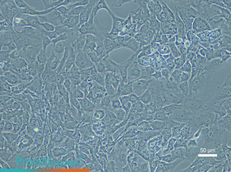 Mouse Corpus Cavernosum Smooth Muscle CellsMouse Corpus Cavernosum Smooth Muscle Cells - 4