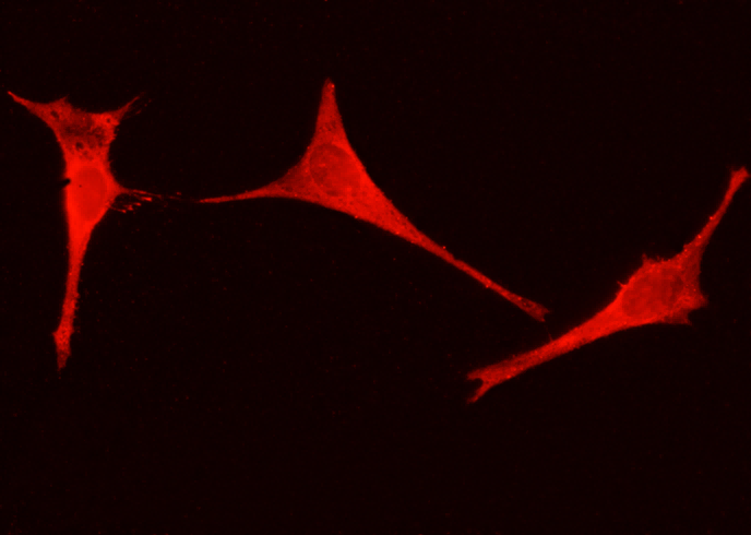 ENO3/beta-enolase Monoclonal Antibody - small - 2