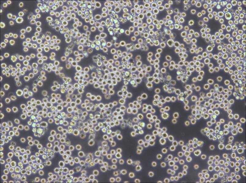 PK136 Cell Complete Medium - small - 5