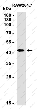 Recombinant ING1 Monoclonal Antibody - 1