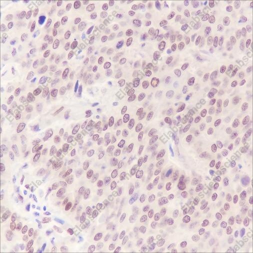 Recombinant Cdc27 Monoclonal Antibody - 2