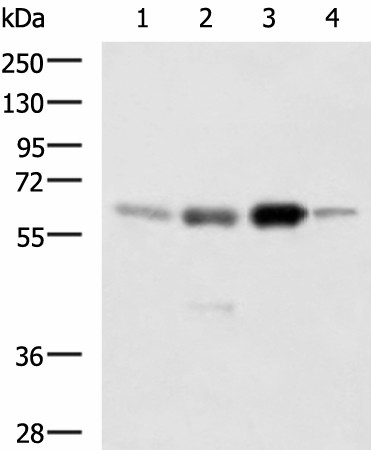 Western blot analysis of 293T 231 Jurkat and RAW264.7 cell lysates  using HDAC1 Polyclonal Antibody at dilution of 1:1000