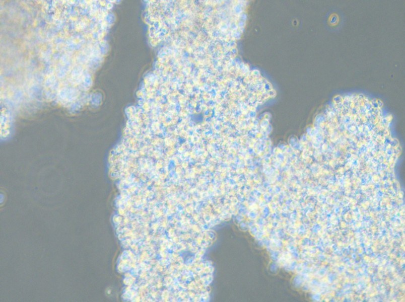 DMS 153 Cell Complete Medium - 4