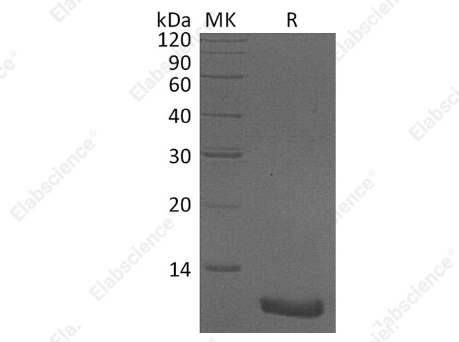 Recombinant Human CXCL2/MIP-2 Protein - 1