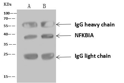 Recombinant IkB alpha/NFKBIA Monoclonal Antibody - small - 2