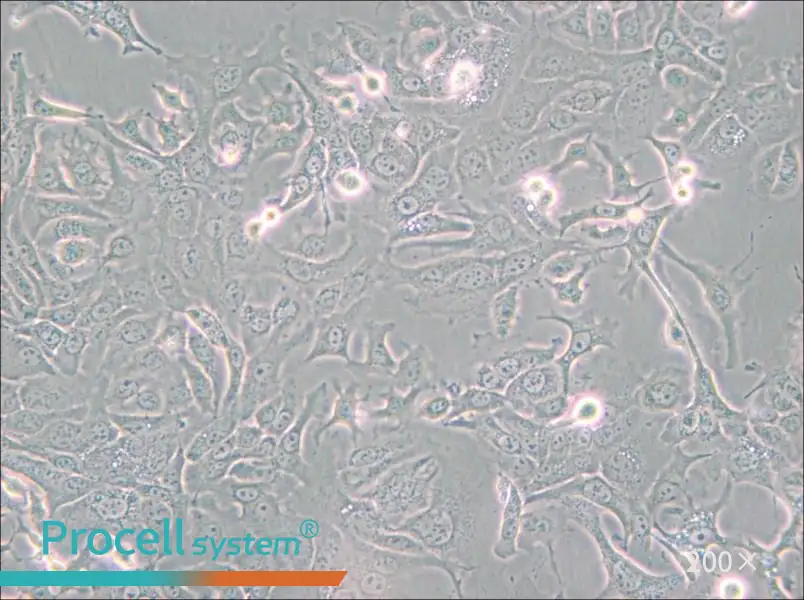 NCI-H1568 [H1568] Cell Complete Medium - 6