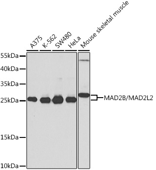 Western blot analysis of extracts of various cell lines using MAD2B/MAD2B/MAD2L2 Polyclonal Antibody at 1:1000 dilution.