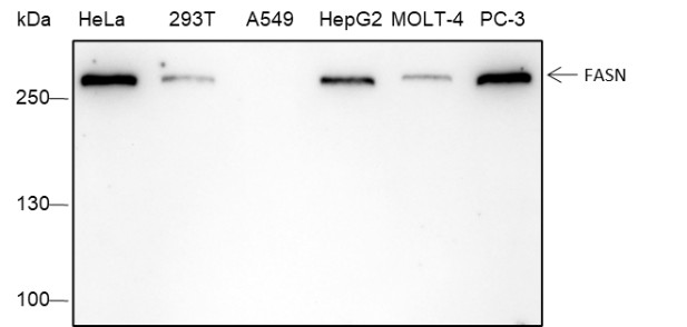 Recombinant FASN Monoclonal Antibody-searchlist-1