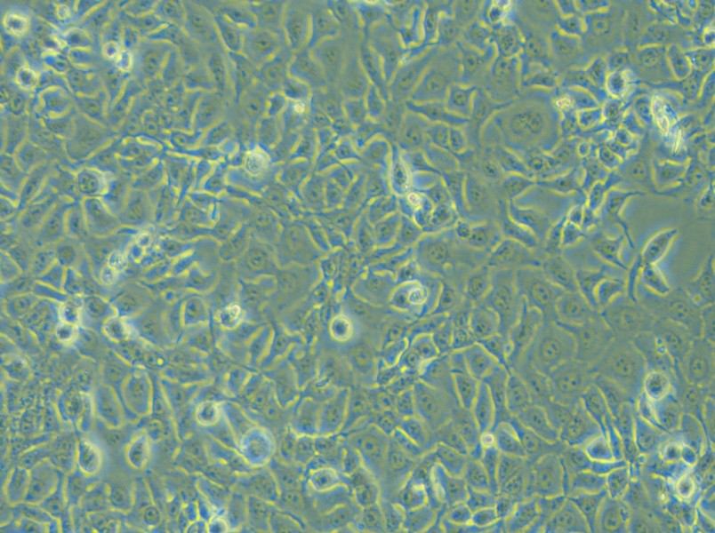 KYSE-450 Cell Complete Medium - 4