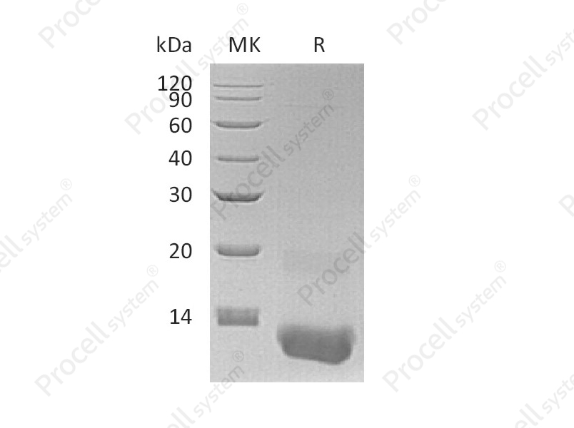 GRO-&gamma;/CXCL3 (N-6His), Human, Recombinant