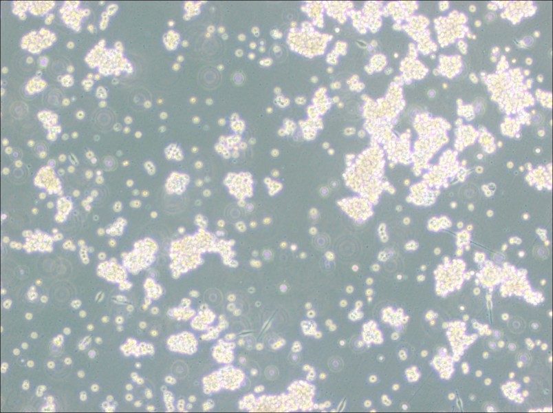 B95-8 Cell Complete MediumB95-8 Cell Complete Medium - 3