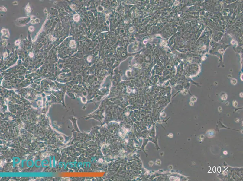 IM95m Cell Complete Medium - 4