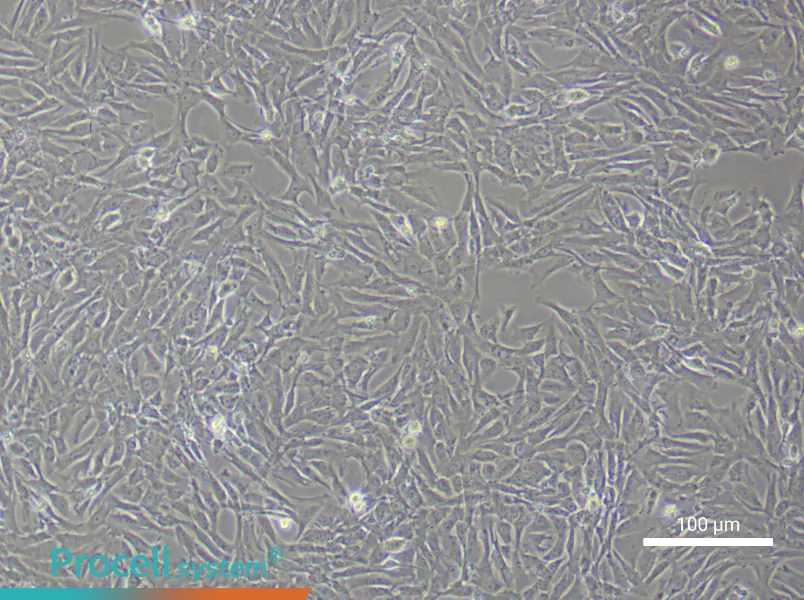 Rat Vascular Adventitial Fibroblast Complete Medium - 3