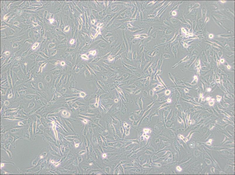 786-O [786-0] Cell Complete Medium-searchlist-1