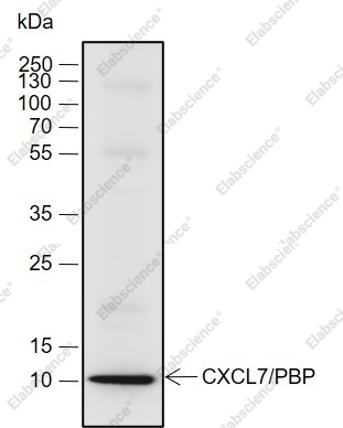 Recombinant CXCL7/PBP Monoclonal Antibody - 2