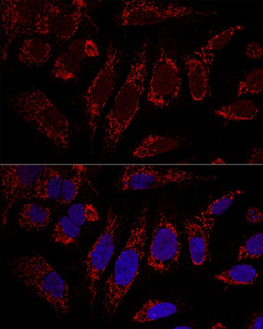 Confocal immunofluorescence analysis of U2OS cells using CHCHD3 Polyclonal Antibody at dilution of 1:100. Blue: DAPI for nuclear staining.