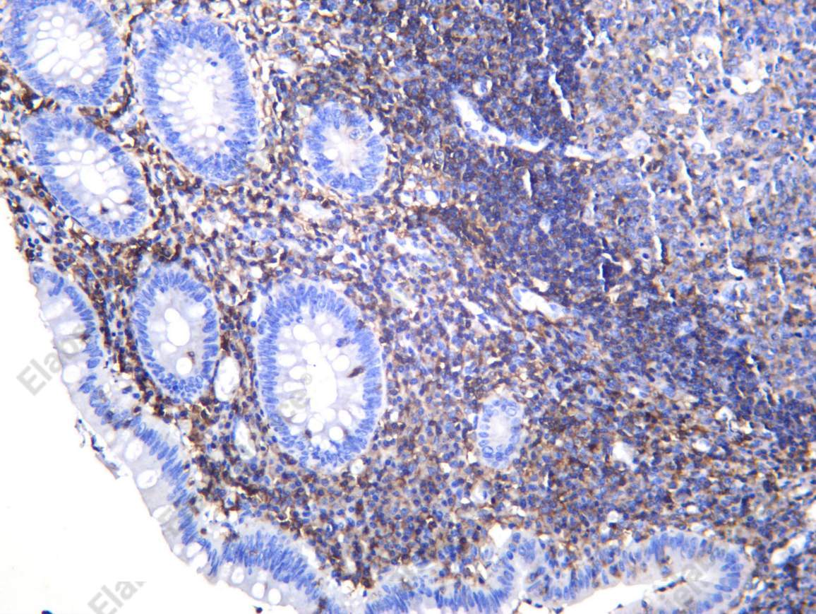 Recombinant CD48 Monoclonal Antibody - 1