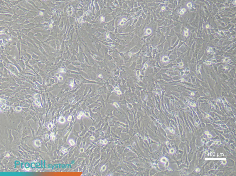 Mouse Dermal Fibroblast (Primary cell immortalization) Complete MediumMouse Dermal Fibroblast (Primary cell immortalization) Complete Medium - 3