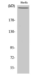 Western Blot analysis of HuvEc cells using Phospho-FLNA (Ser2152) Polyclonal Antibody at dilution of 1:2000