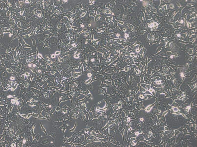 HCC1954 Cell Complete Medium-searchlist-1