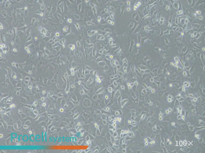 IGROV-1 Cell Complete MediumIGROV-1 Cell Complete Medium - 3