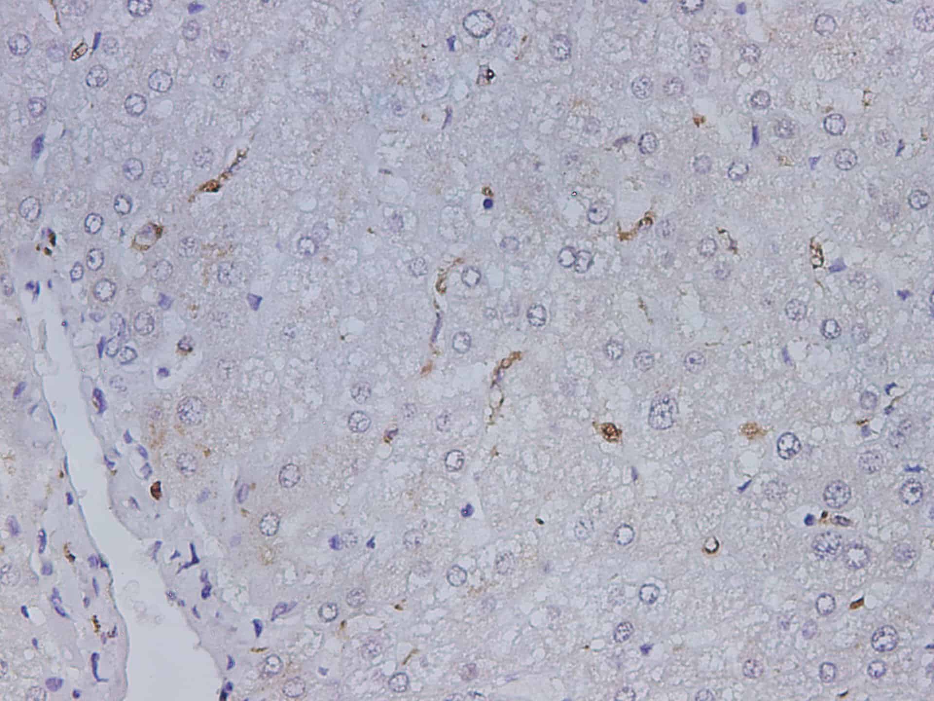 Purified Anti-Mouse F4/80 Antibody[CI:A3-1]-产品推荐-3