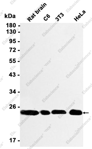 Recombinant Presenilin 2 Monoclonal Antibody - 1