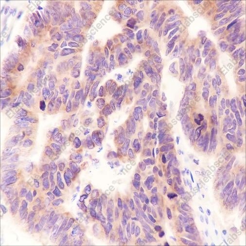 Recombinant MEK2 Monoclonal Antibody - 2
