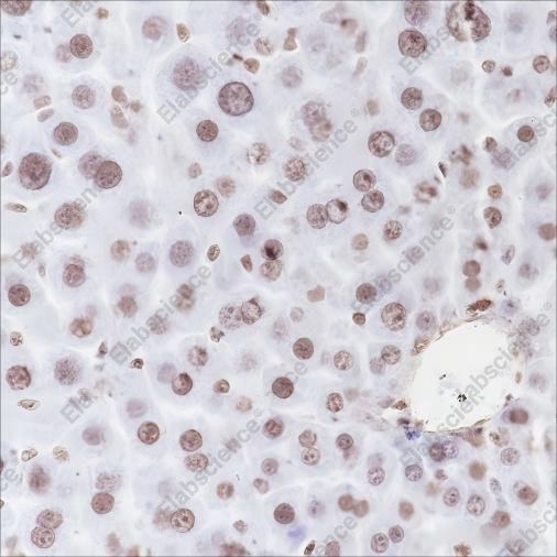Recombinant Histone H3 (Mono Methyl Lys79) Monoclonal Antibody - 4