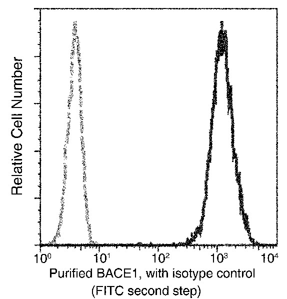 Recombinant BACE1 Monoclonal Antibody - small - 1