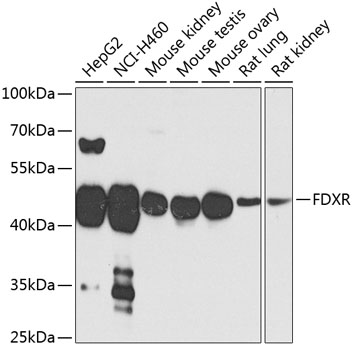 Western blot analysis of extracts of various cell lines using FDXR Polyclonal Antibody at 1:1000 dilution.