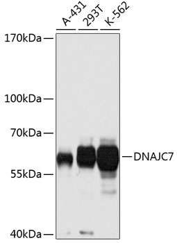 Western blot analysis of extracts of various cell lines using DNAJC7 Polyclonal Antibody at dilution of 1:1000.