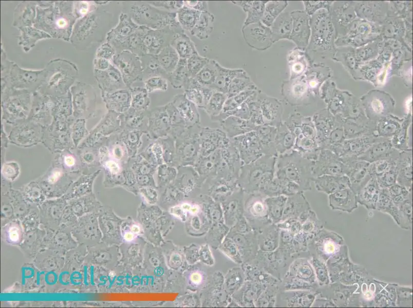 Caov-3 Cell Complete Medium - 5
