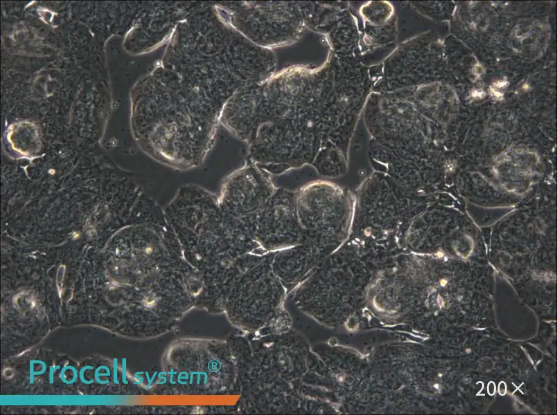 MFE-280 Cell Complete Medium - 5