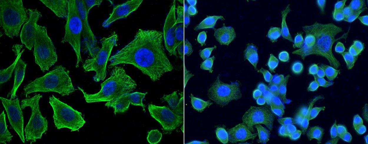 MCP-3/CCL7 Monoclonal Antibody-searchlist-1