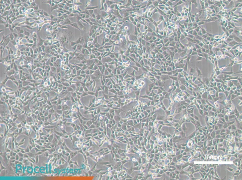 MC38 Cell Complete Medium - 1