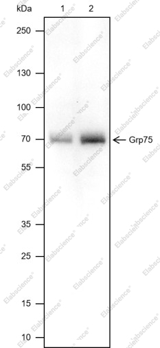 Recombinant GRP75 Monoclonal Antibody - 1