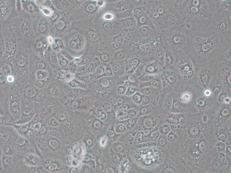 ACT-1 Cell Complete Medium - small - 5