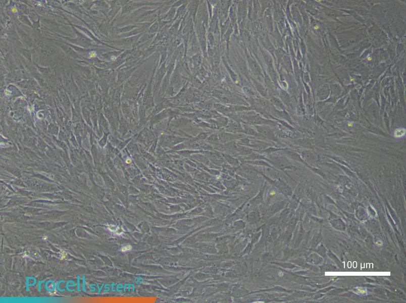 Rat Endosteal Mesenchymal Stem Cell Complete Medium - 2