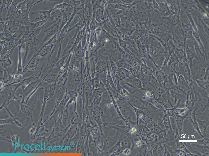 Mouse Myogenic Stem Cell Complete Medium - 5