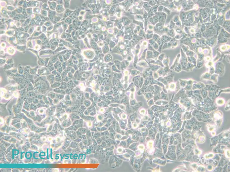 HEC-1-B Cell Complete Medium - 5