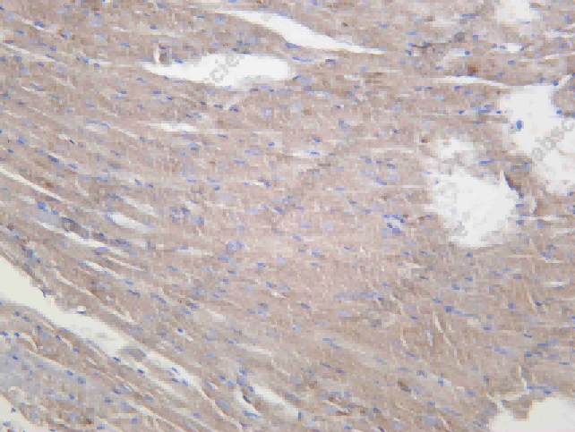Recombinant PTGES2 Monoclonal Antibody - 3